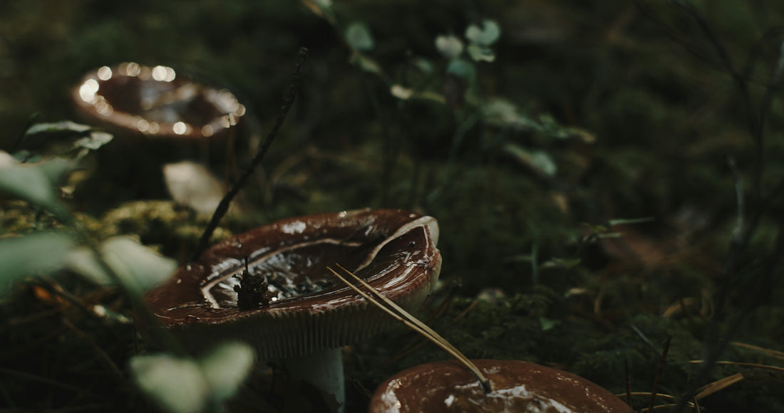 brown and white mushroom in close up photography