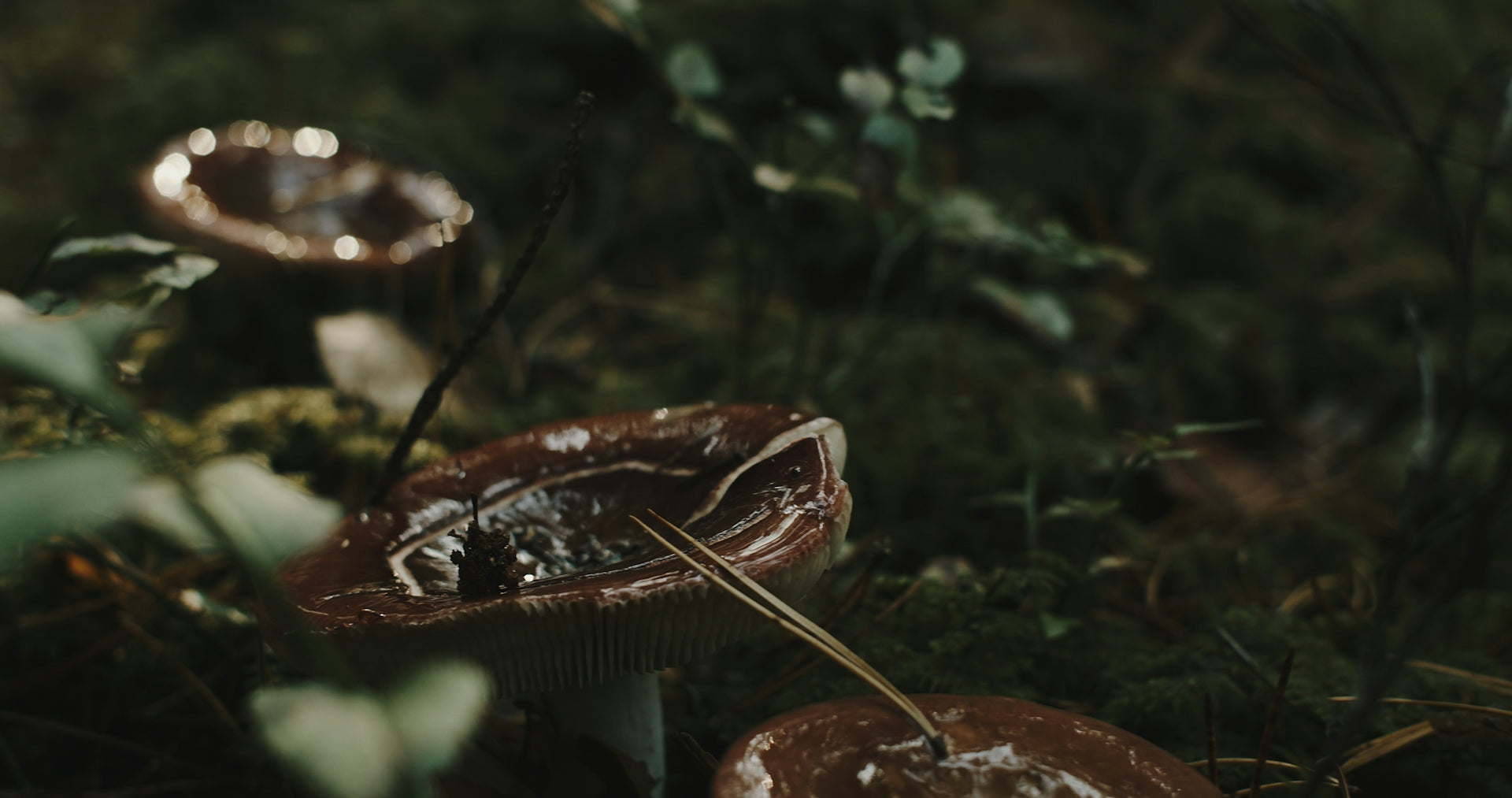 brown and white mushroom in close up photography